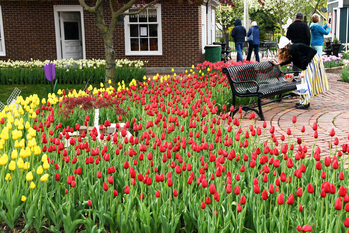 160 The tulips were gorgeous in the Historical Village and throughout Pella!.JPG